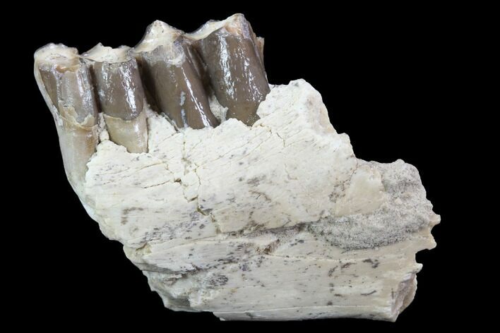 Oreodont (Leptauchenia) Jaw Section - South Dakota #91080